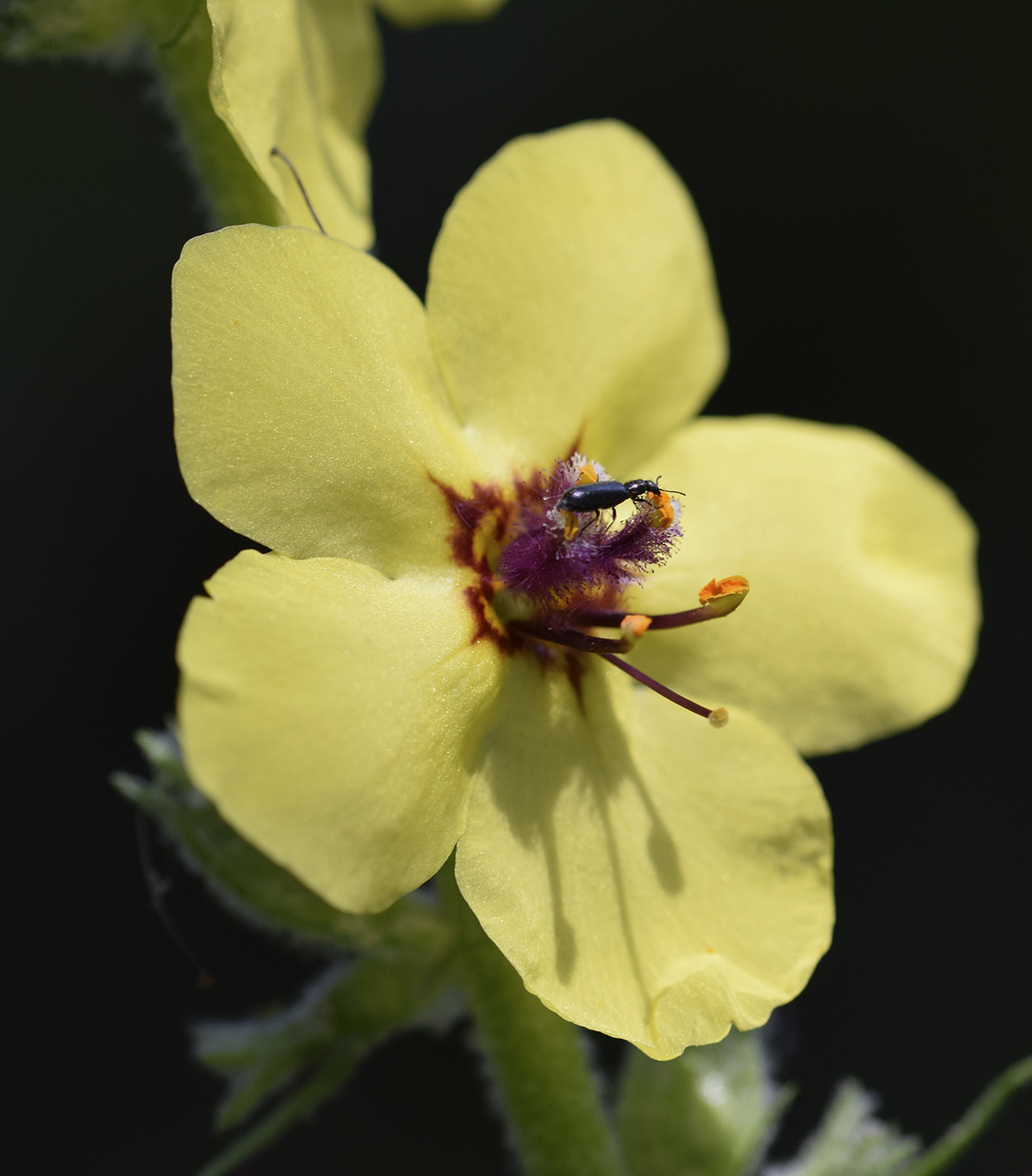 Image of Verbascum boerhavii specimen.