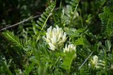 род Astragalus