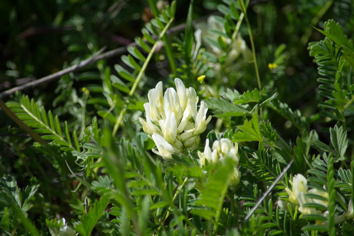 Изображение особи род Astragalus.