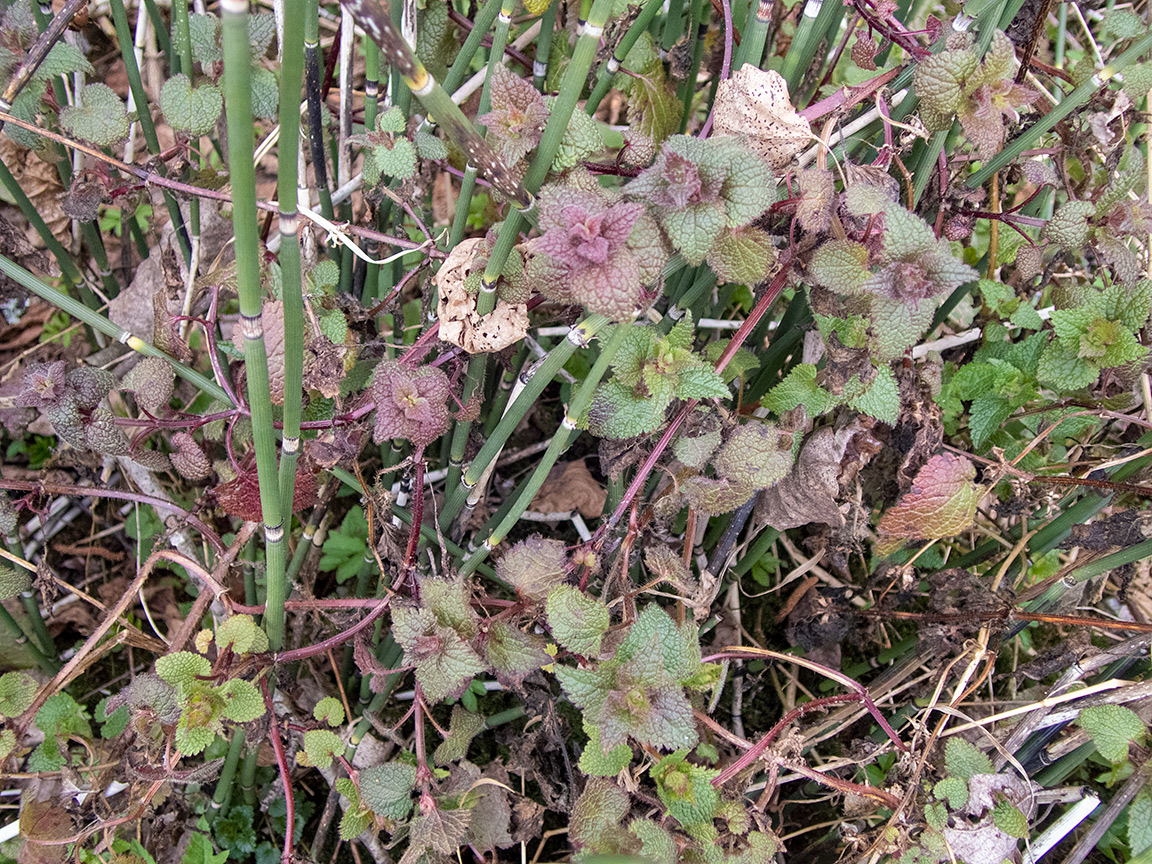 Image of Lamium maculatum specimen.