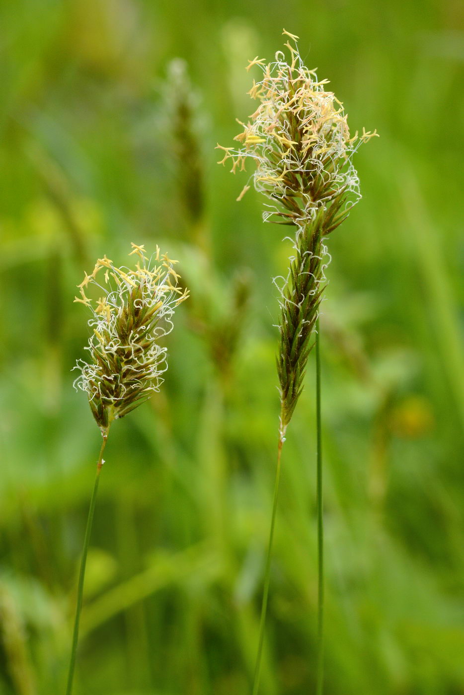 Изображение особи Anthoxanthum odoratum.