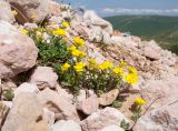 Alyssum oschtenicum. Цветущее растение. Кавказский биосферный заповедник, северо-восточный склон горы Оштен, ≈ 2500 м н.у.м., альпийская пустошь. 18.07.2015.