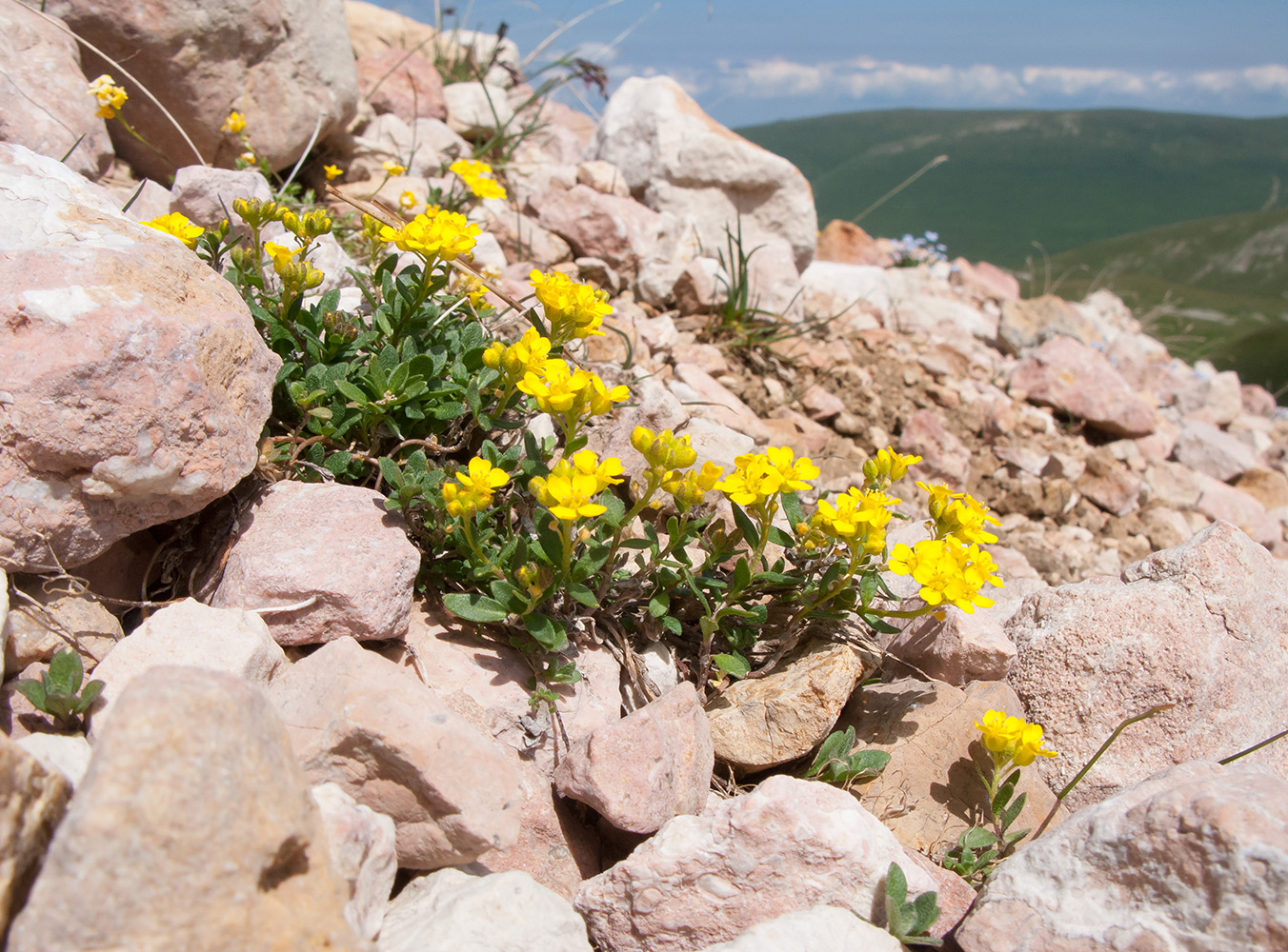 Изображение особи Alyssum oschtenicum.