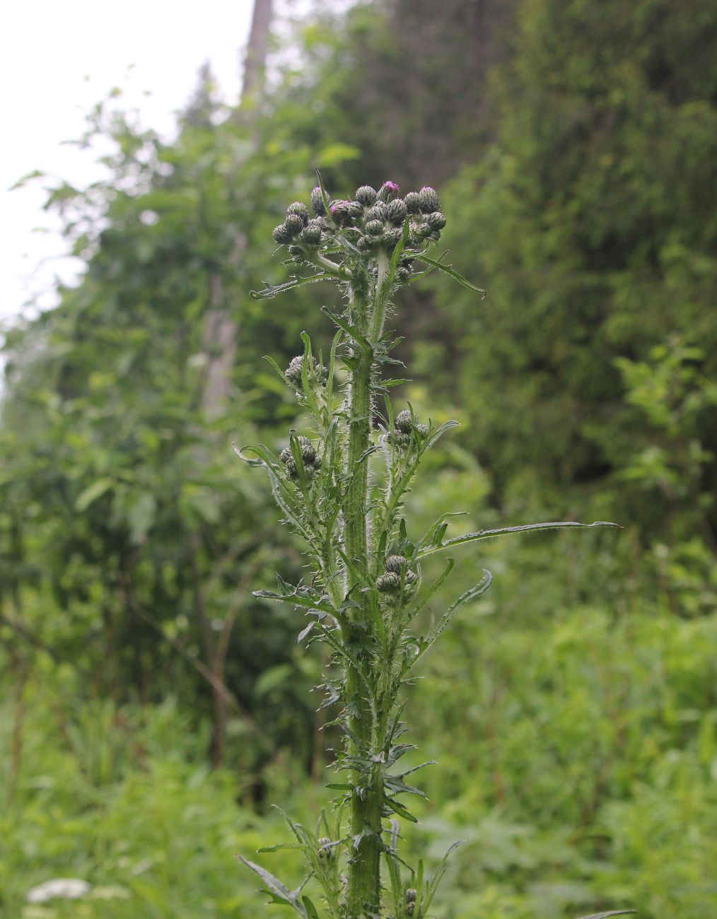 Image of Cirsium palustre specimen.