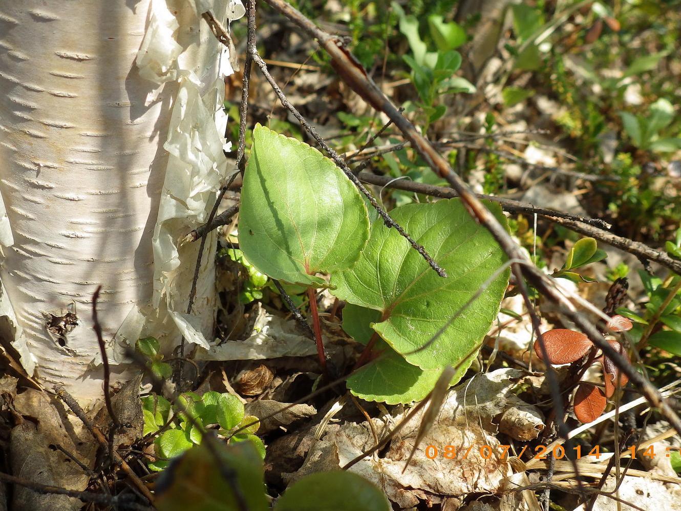 Image of Viola brachyceras specimen.