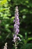 Aconitum septentrionale