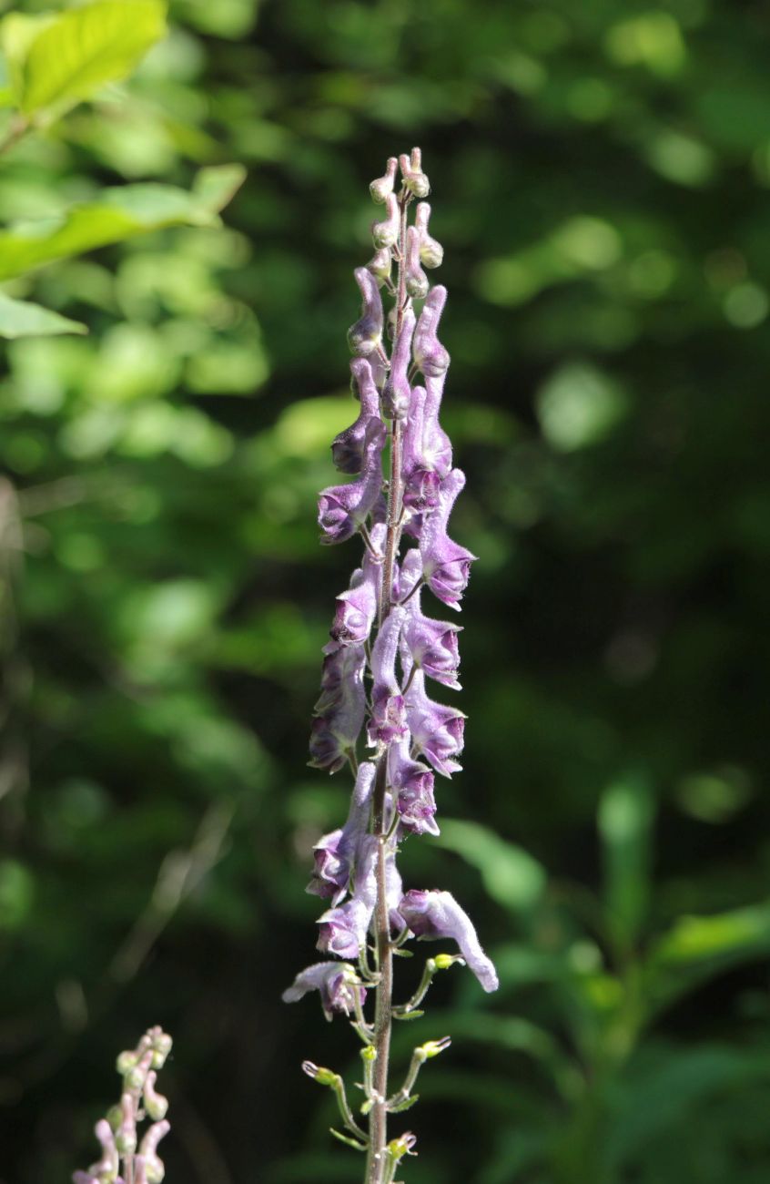 Image of Aconitum septentrionale specimen.