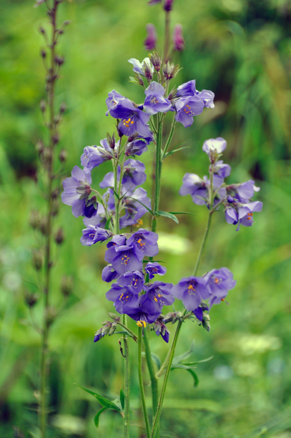 Image of Polemonium caucasicum specimen.