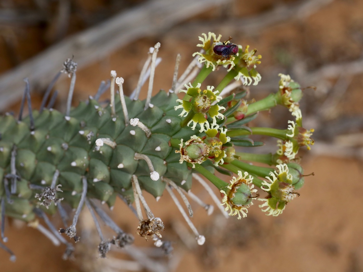 Image of Euphorbia caput-medusae specimen.