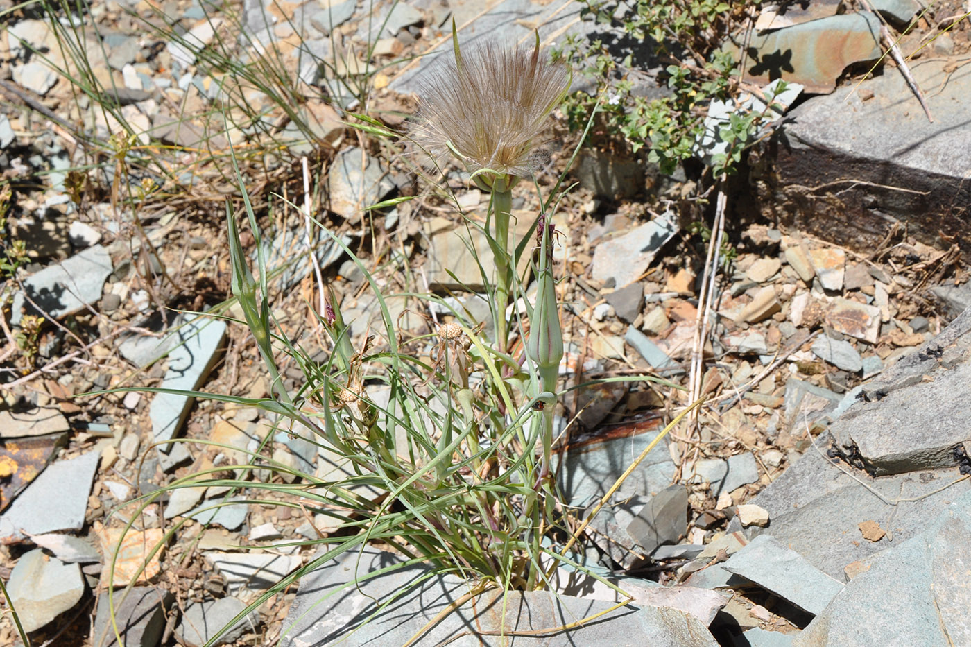 Image of genus Tragopogon specimen.