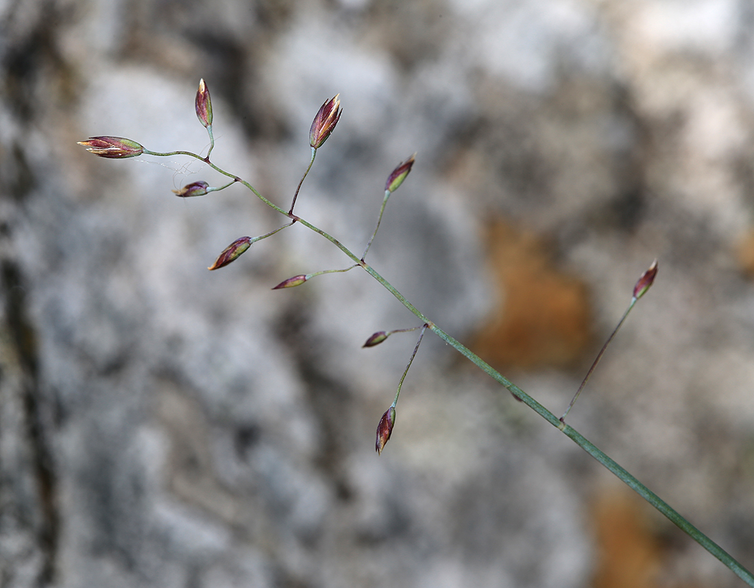 Изображение особи Poa glauca.