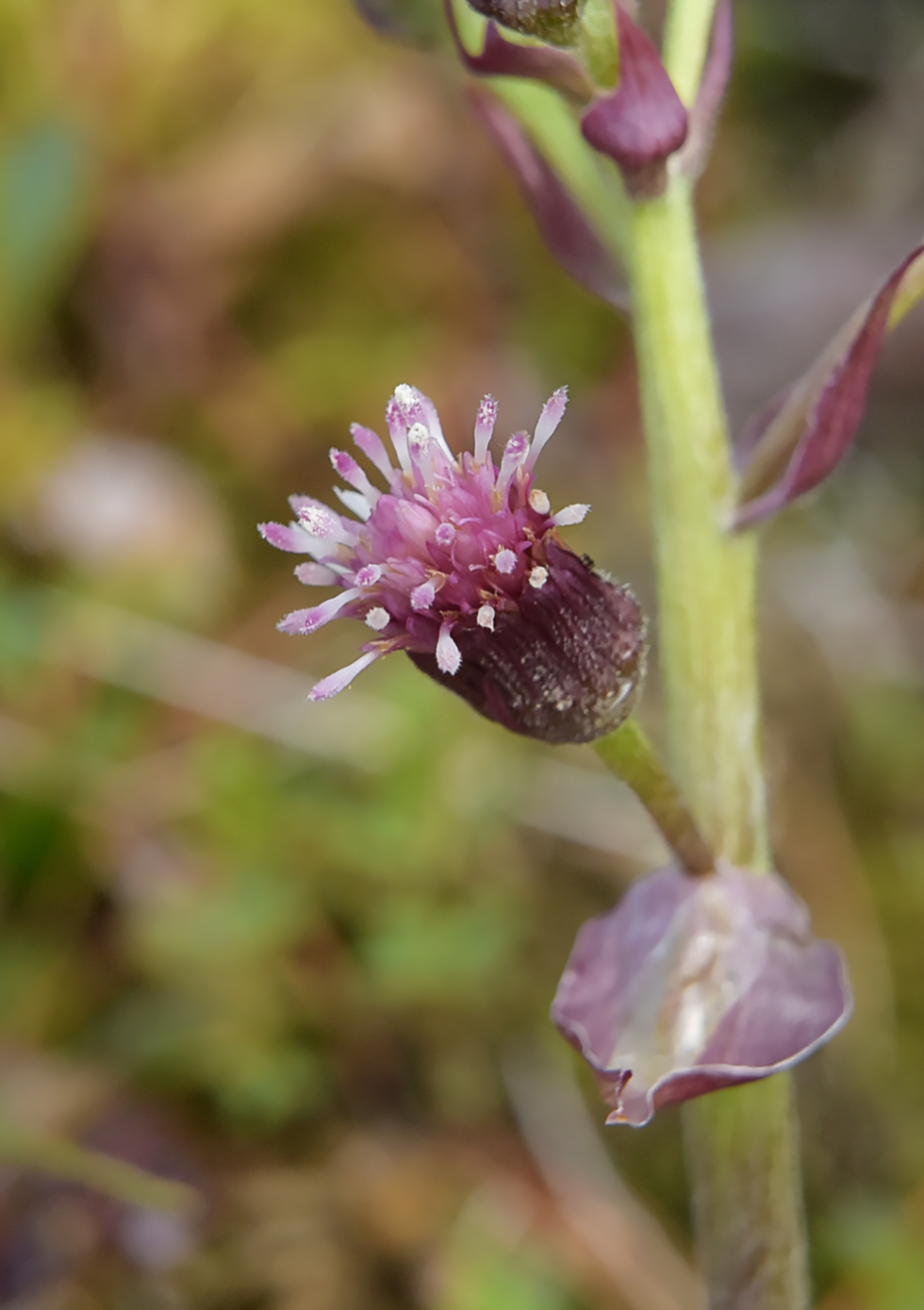 Image of genus Petasites specimen.