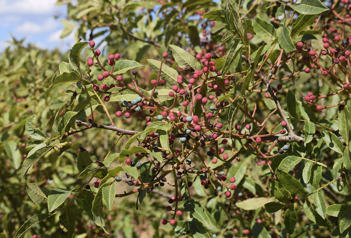 Изображение особи Pistacia terebinthus.