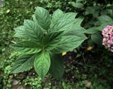 Hydrangea paniculata