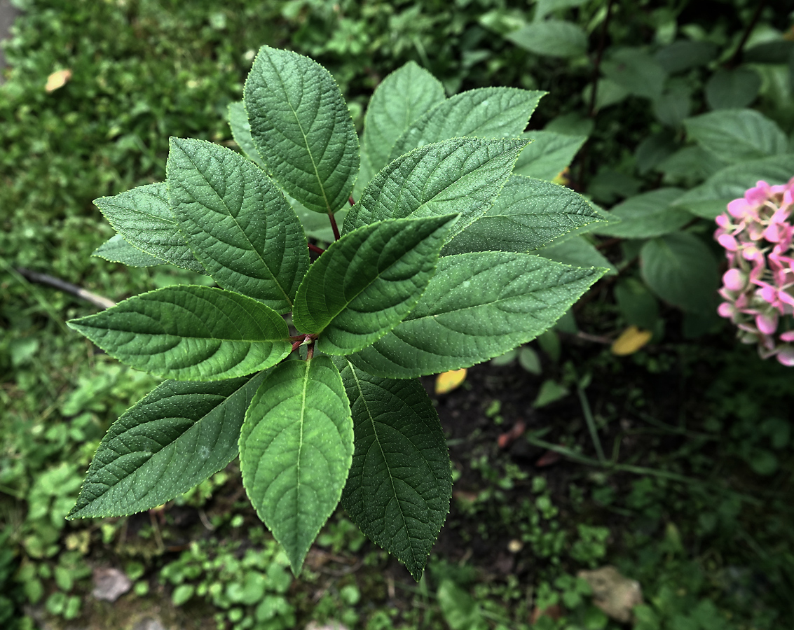 Изображение особи Hydrangea paniculata.