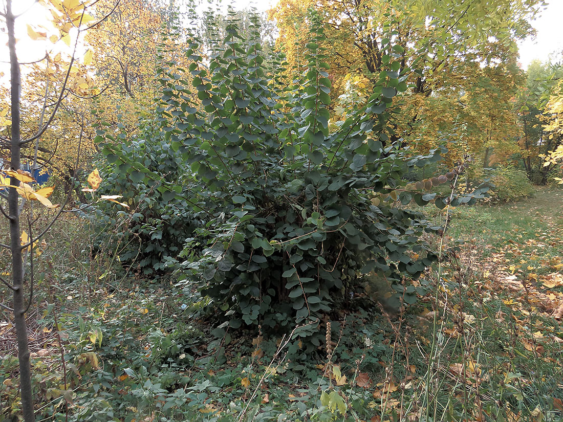 Image of Philadelphus pubescens specimen.