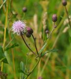 Cirsium setosum