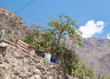 Brugmansia sanguinea. Цветущее растение. Перу, регион Куско, пос. Ollantaytambo. 11.10.2019.