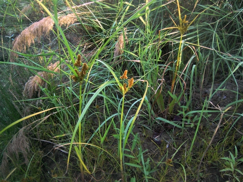Image of Cyperus glomeratus specimen.