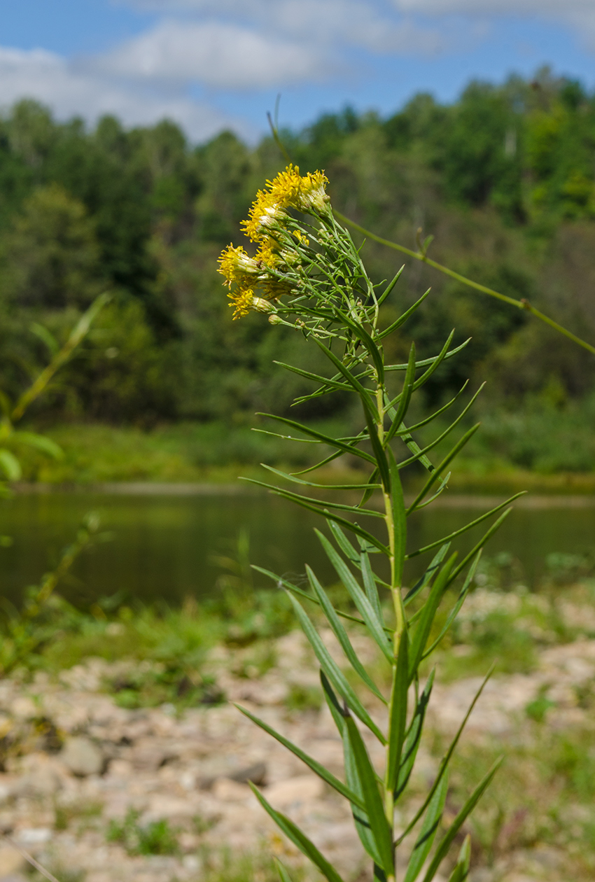 Image of Galatella biflora specimen.