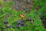 Larix sibirica. Верхушка ветви с шишкой. Башкирия, Учалинский р-н, хребет Нурали, ≈ 700 м н.у.м., степной склон. 22.07.2020.