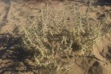Agriophyllum pungens. Высохшее растение. Казахстан, Алматинская обл, Балхашский р-н, незакреплённые пески. 6 октября 2018 г.