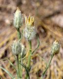 Scorzonera ensifolia. Верхушка расцветающего растения. Волгоградская обл., Камышинский р-н, Лебяженское сельское поселение, окр. горы Уши, борт песчаного оврага. 31.05.2019.