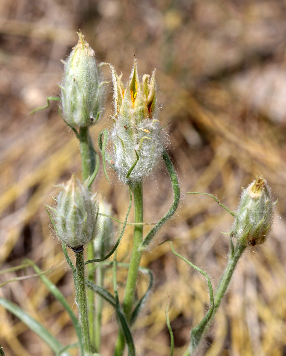 Изображение особи Scorzonera ensifolia.