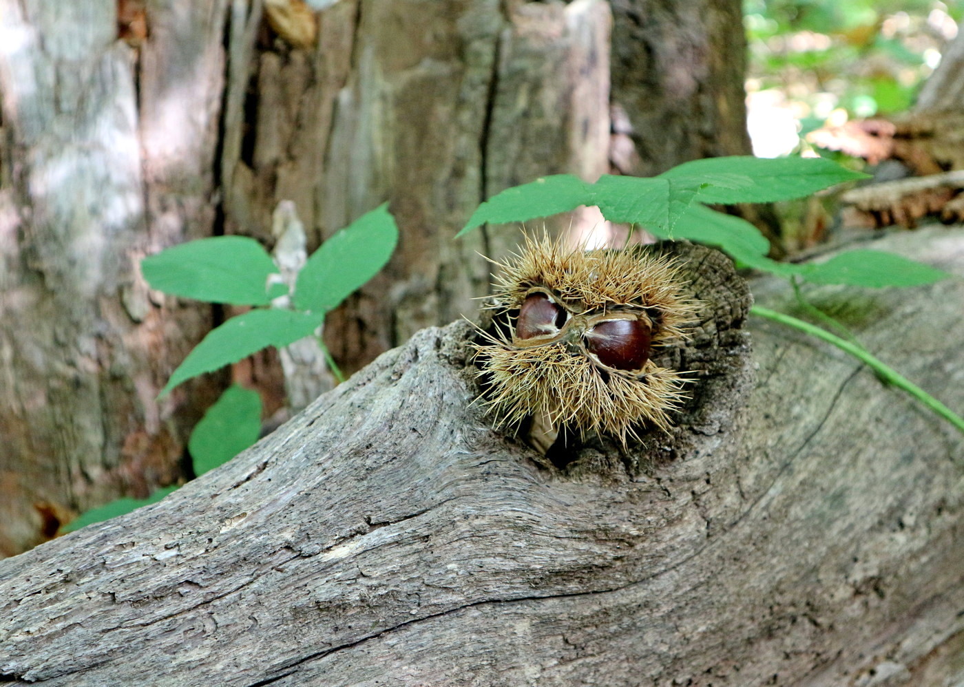 Image of Castanea sativa specimen.