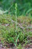 Herminium monorchis. Цветущее растение (высота — 16 см, длина соцветия — 4,5 см).Тверская обл., Вышневолоцкий р-н, памятник природы ”Орхидная горка”, заболоченное понижение между холмами. 04 июля 2020 г.