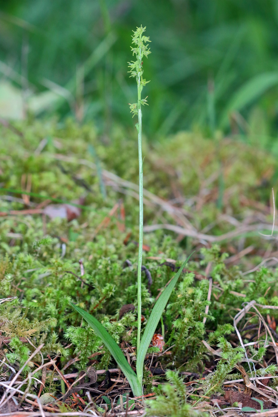 Image of Herminium monorchis specimen.