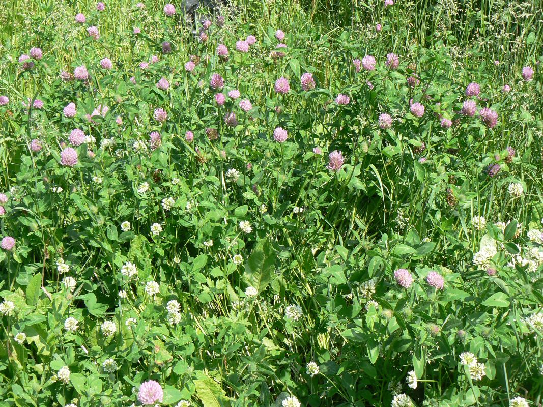 Изображение особи Trifolium pratense.