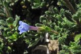Lithodora hispidula. Побег с цветком и плодом. Греция, о. Родос, окр. мыса Прасониси, песчаный берег Средиземного моря. 9 мая 2011 г.