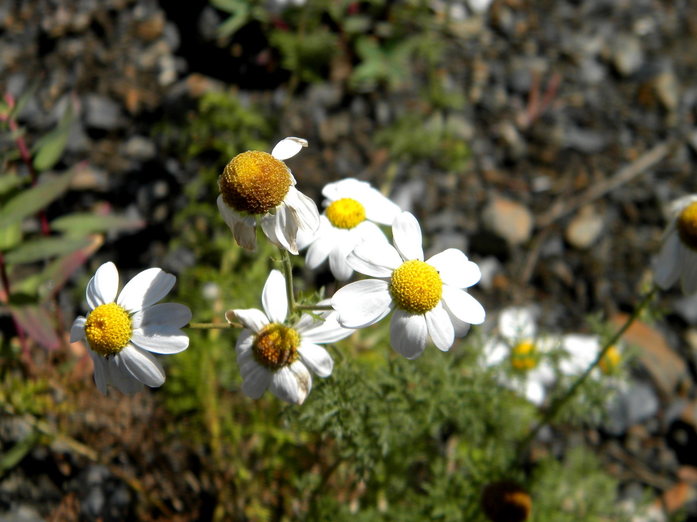 Image of Pyrethrum abrotanifolium specimen.