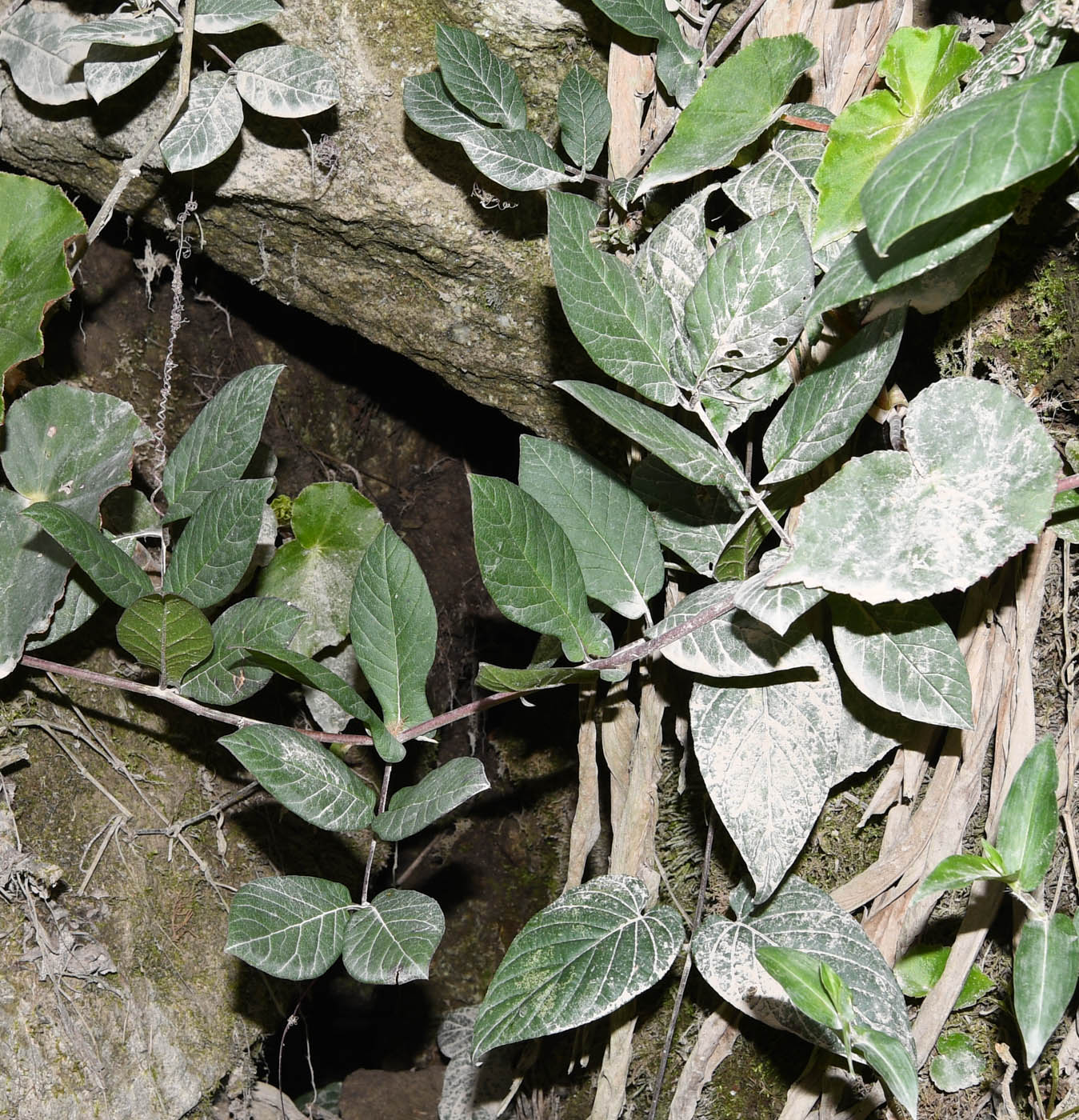 Изображение особи Cobaea scandens.