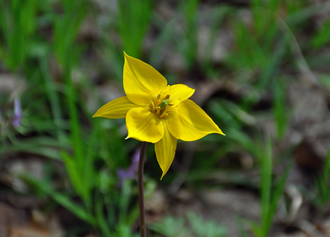 Изображение особи Tulipa biebersteiniana.