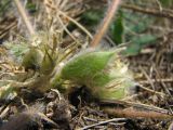 Astragalus pubiflorus