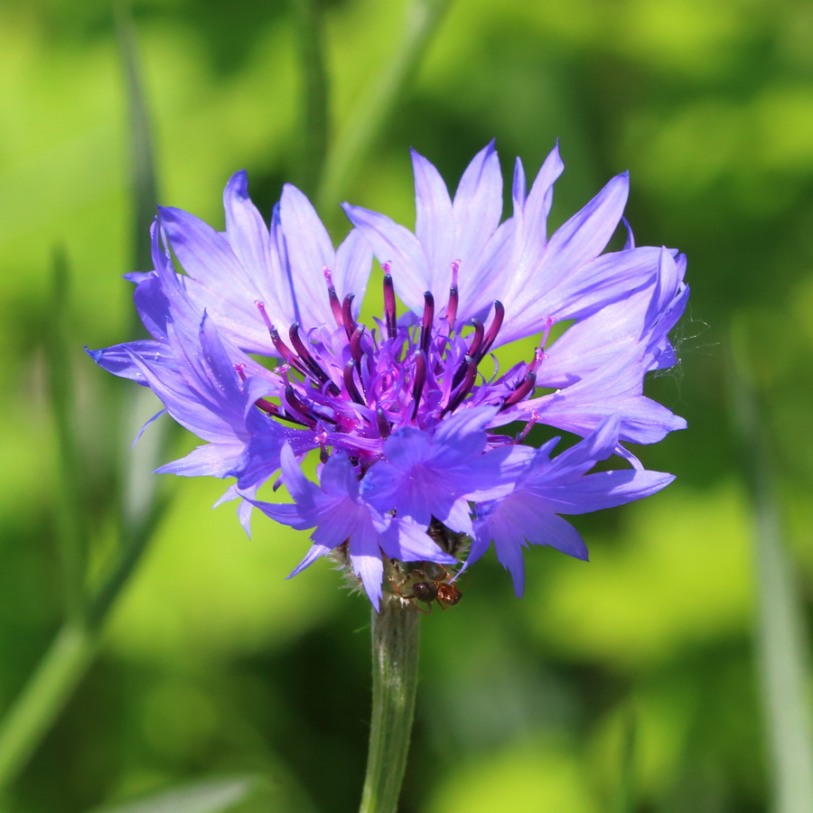 Изображение особи Centaurea cyanus.