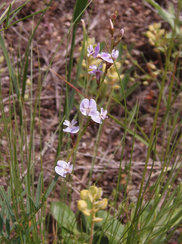 Изображение особи Astragalus austriacus.