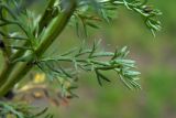 Matricaria discoidea
