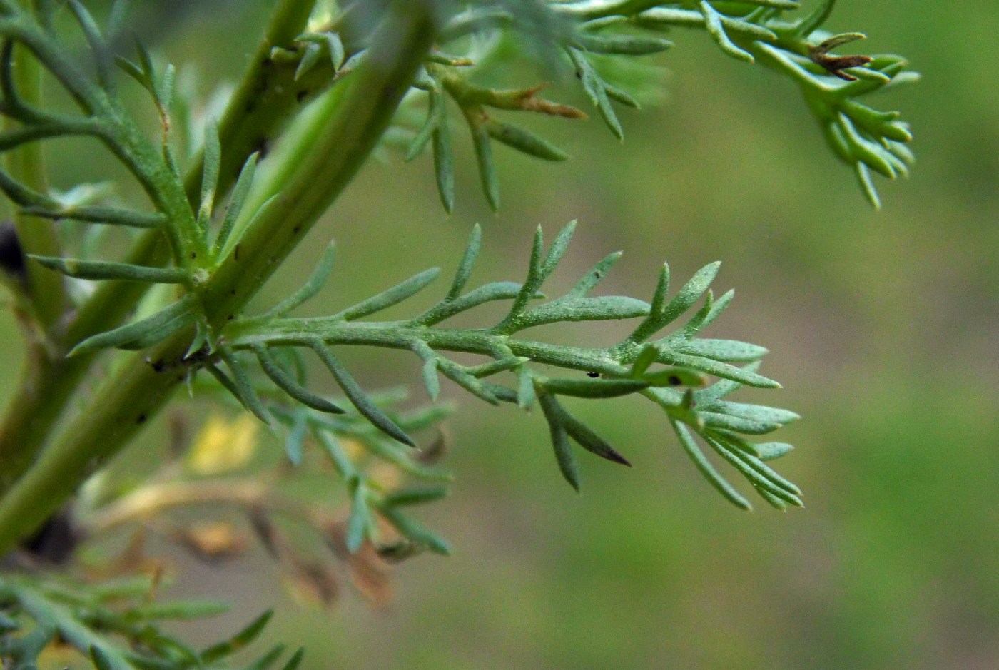 Image of Matricaria discoidea specimen.