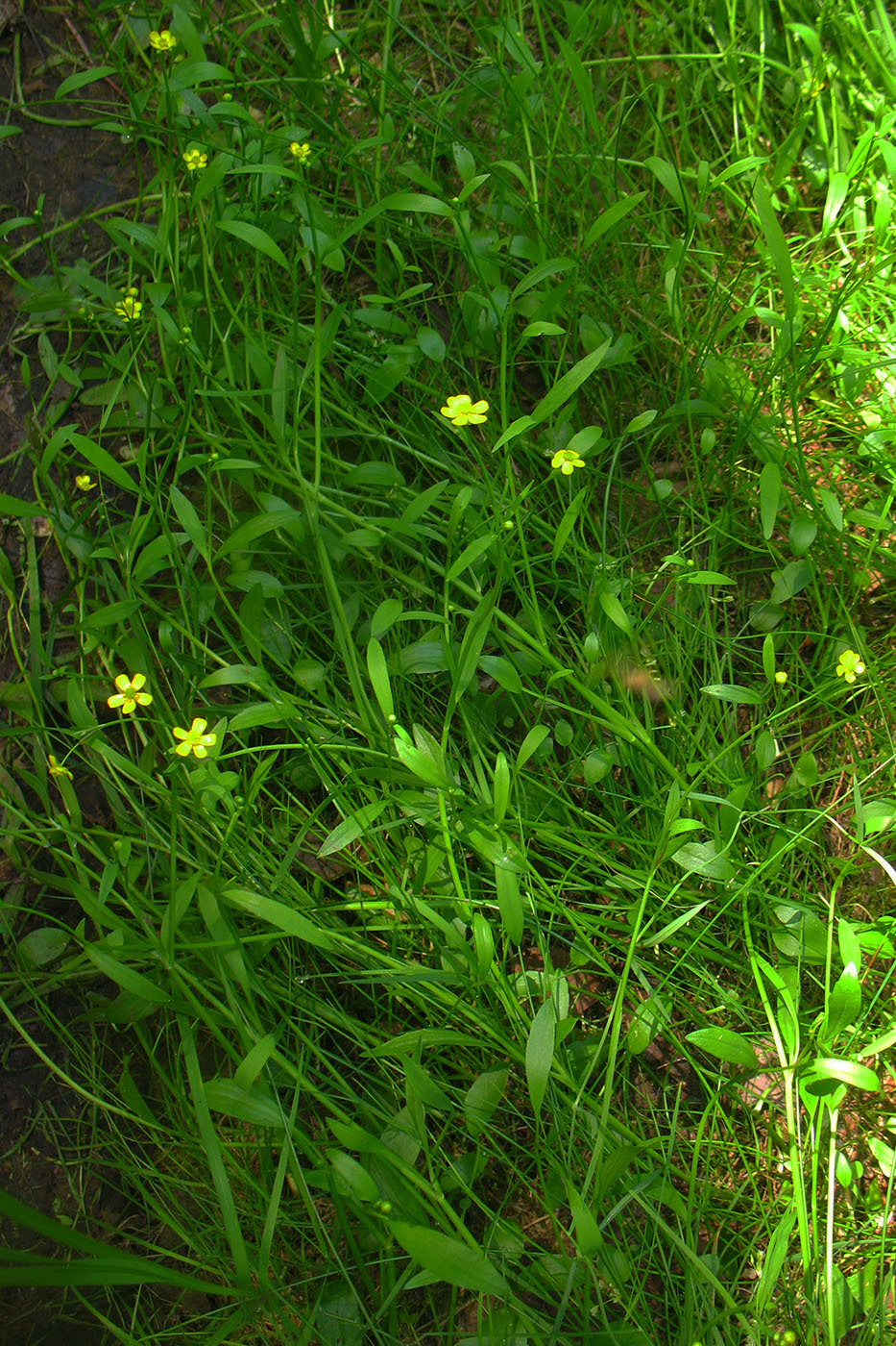 Image of Ranunculus flammula specimen.