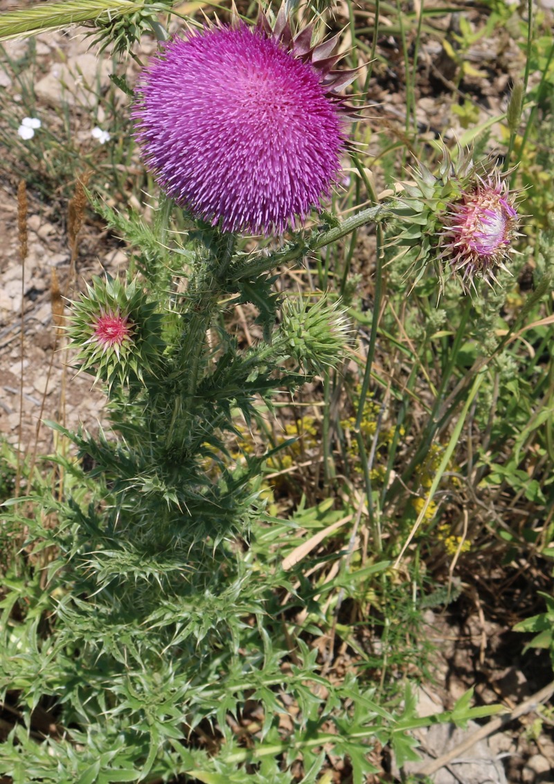 Image of Carduus thoermeri specimen.