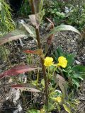 Oenothera rubricaulis