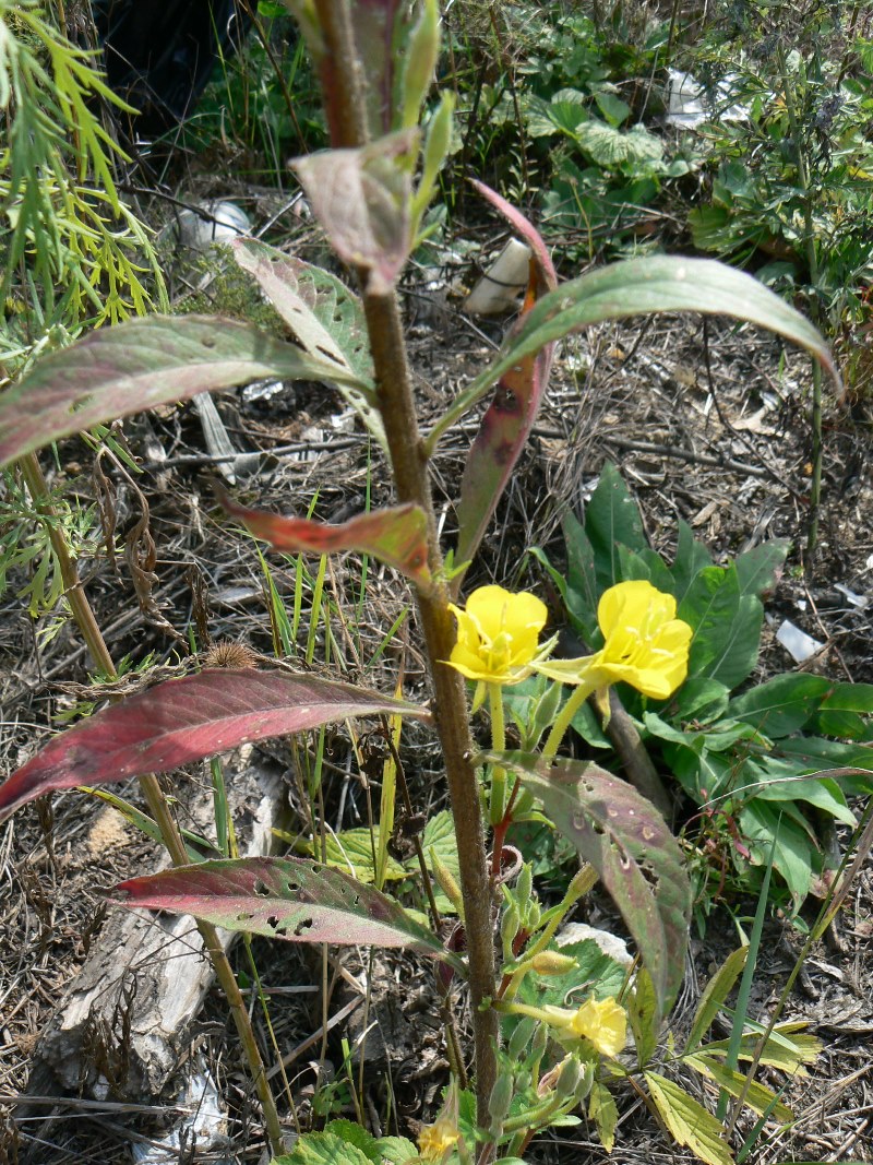 Image of Oenothera rubricaulis specimen.