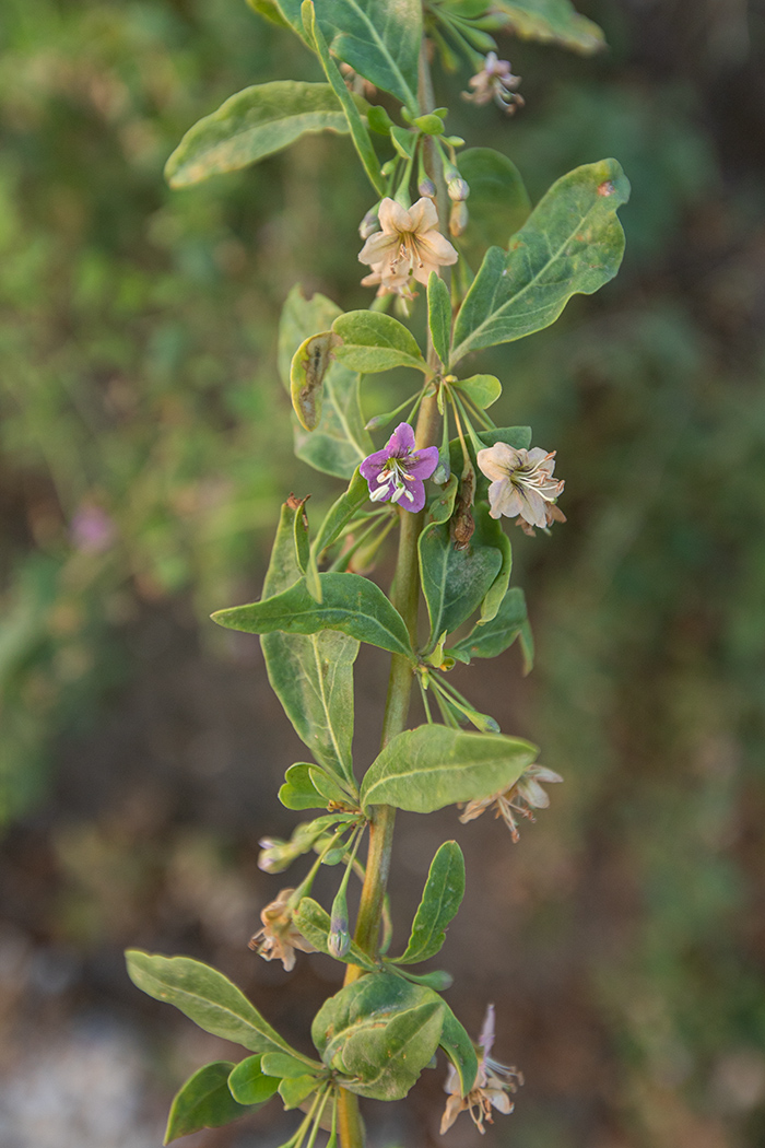 Изображение особи Lycium barbarum.