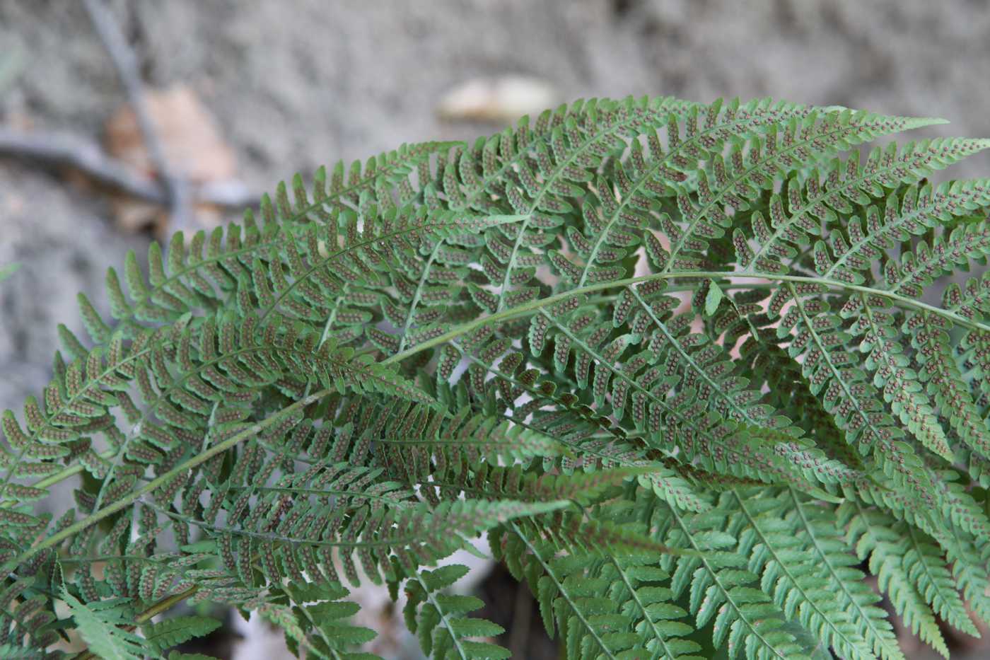 Изображение особи семейство Dryopteridaceae.