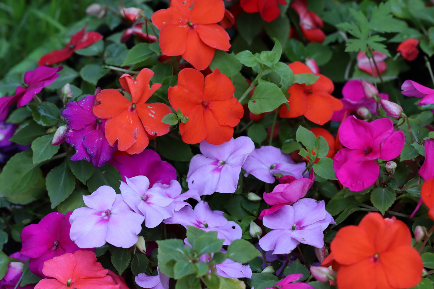 Image of Impatiens walleriana specimen.