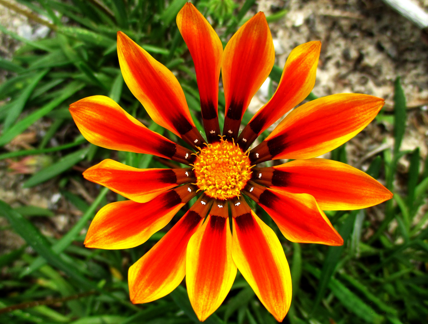 Изображение особи Gazania rigens.