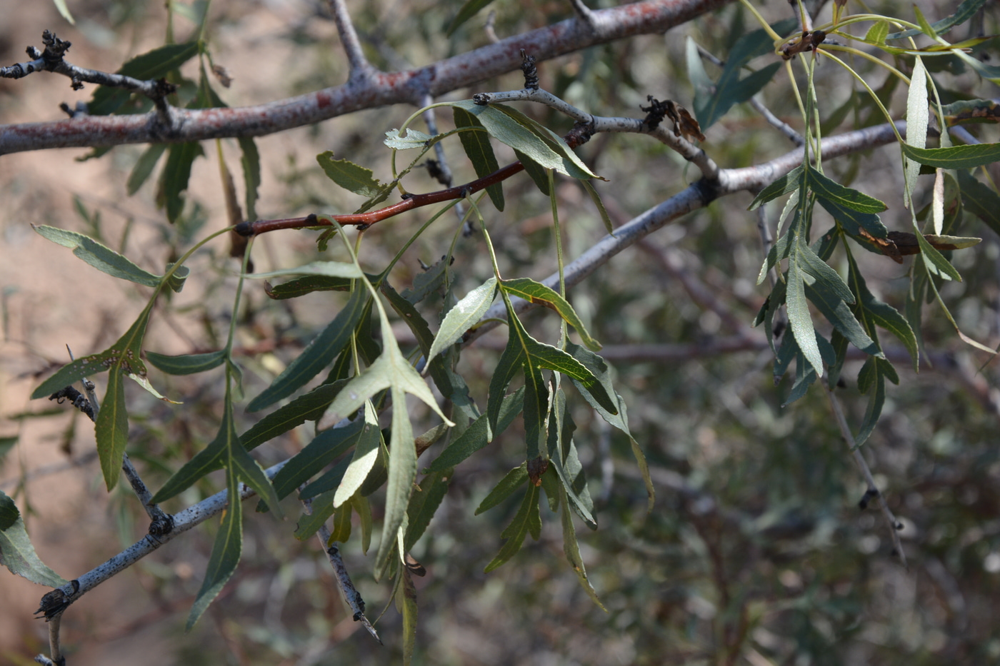 Image of Pyrus regelii specimen.